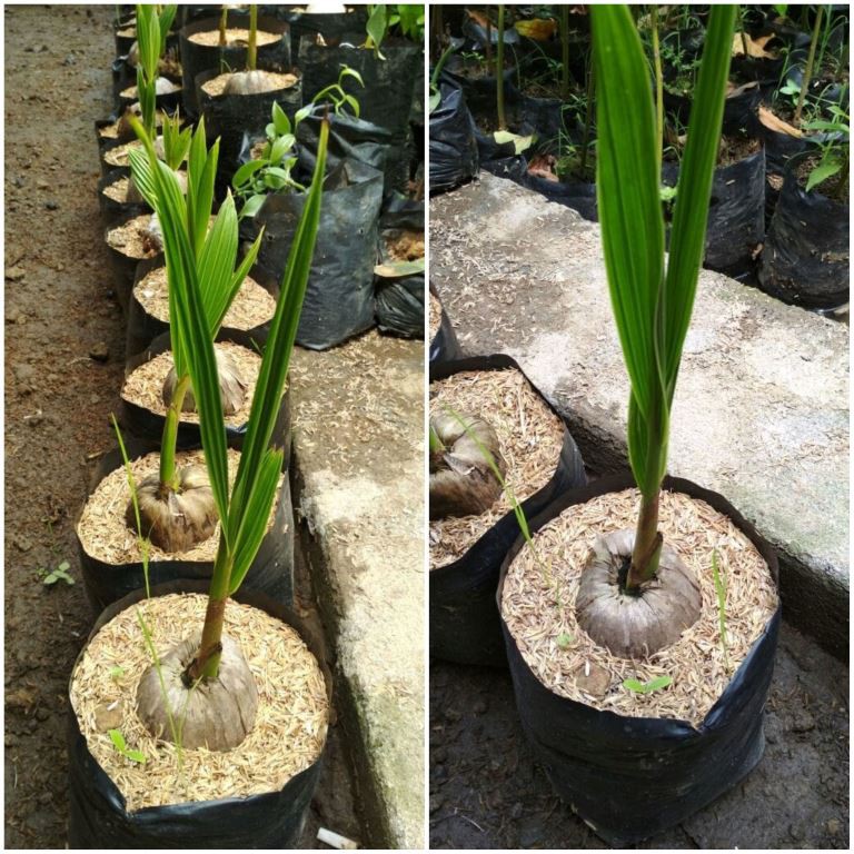 Bibit Kelapa Gading