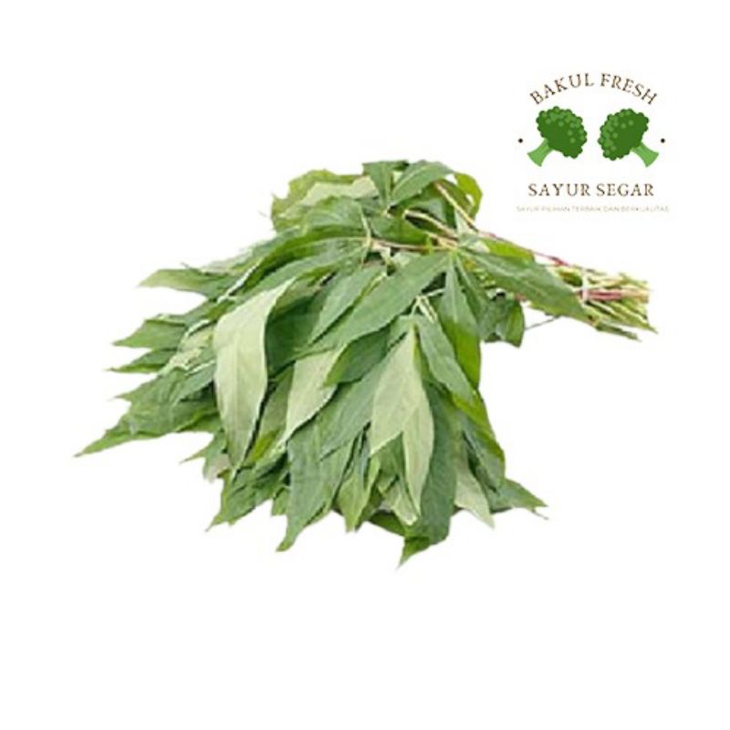 

Daun singkong per ikat