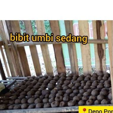 Bibit umbi porang ukuran sedang per biji
