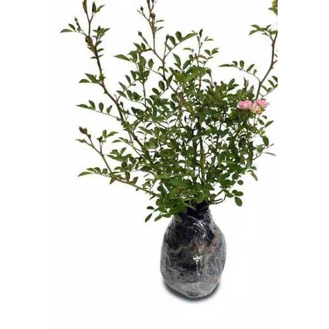 Bibit Bunga Mawar Barbie - Baby Rose