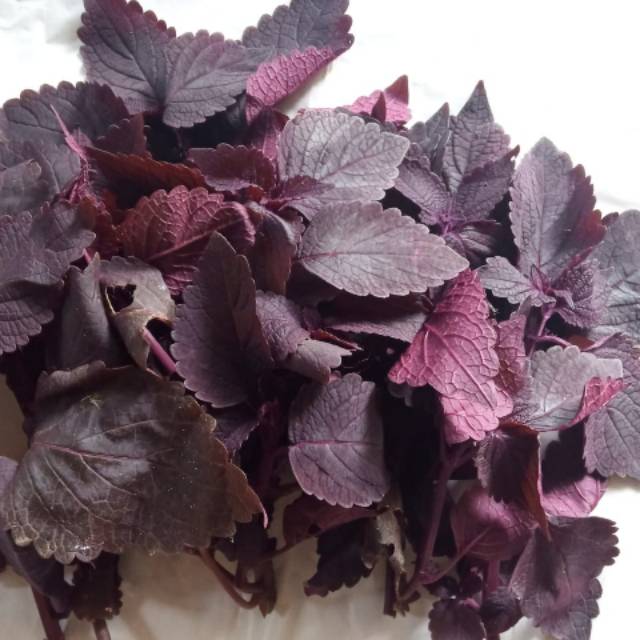 

Daun Jawer Kotok Merah-Daun Iler Segar Siap Seduh 250Grm