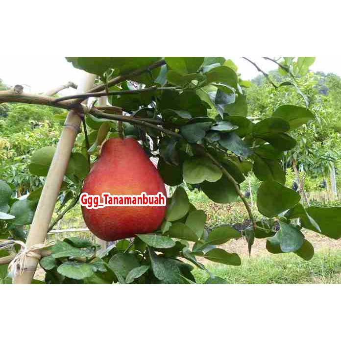 Jeruk red pamelo jumbo super