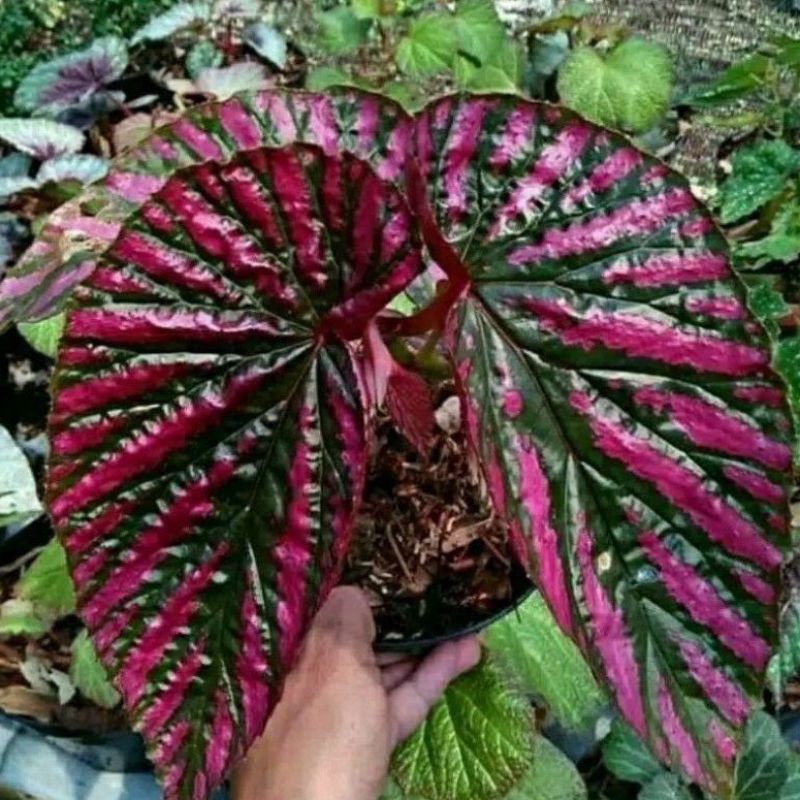 Tanaman hias hidup Begonia Walet / Begonia rex walet merah