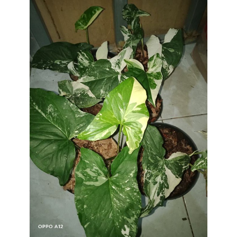 syngonium albo variegata