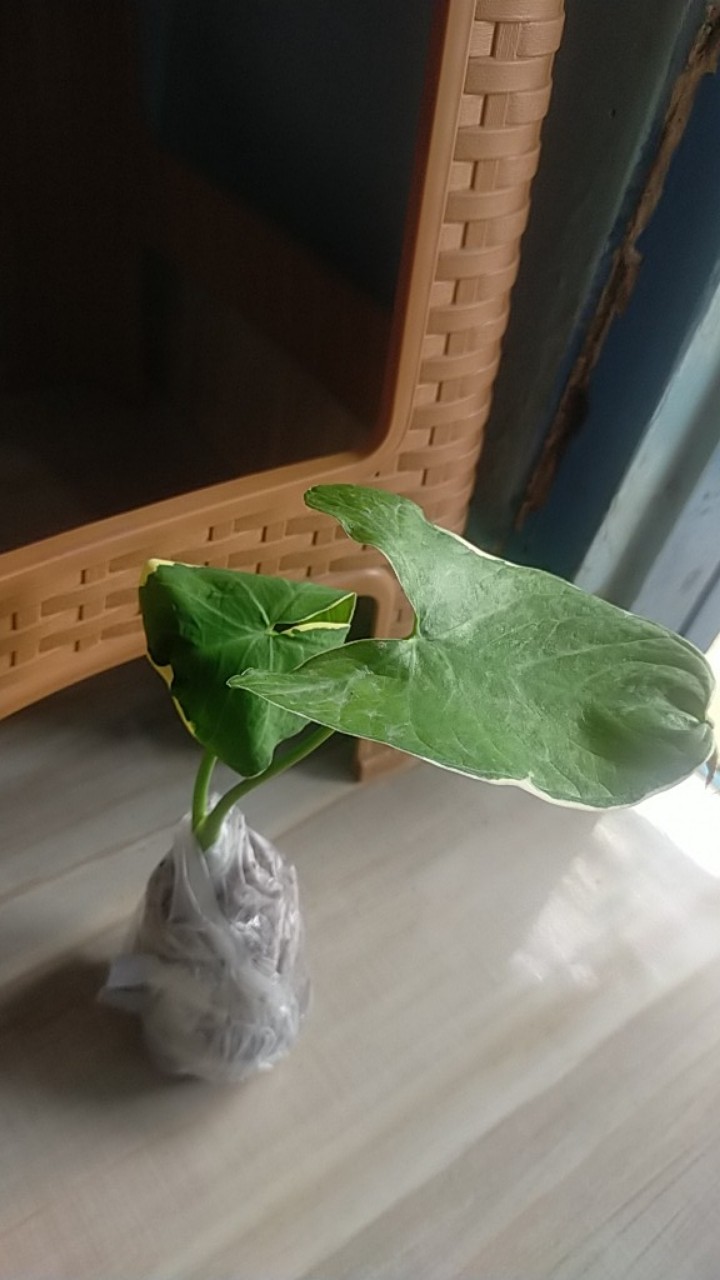 Keladi Tikus Variegata (mickey Mouse)