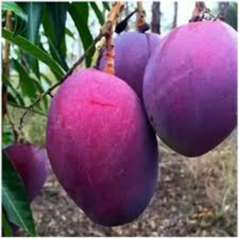 Mangga Irwin/Ungu - Bibit Buah