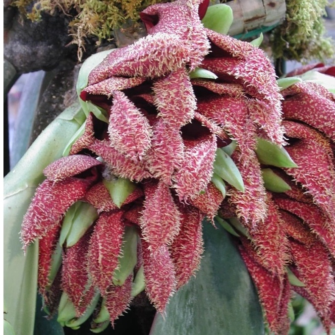 [ DEWASA ] Bulbophyllum phalaenopsis - Anggrek Dasi Super Langka Koleksi Eksotis Papua