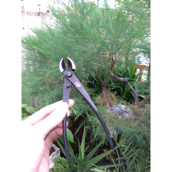 catok bonsai miring 16,5 cm brand maxwan alat bonsai catok miring