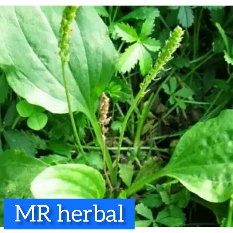 

Daun sendok segar 500 gram daun kiurat