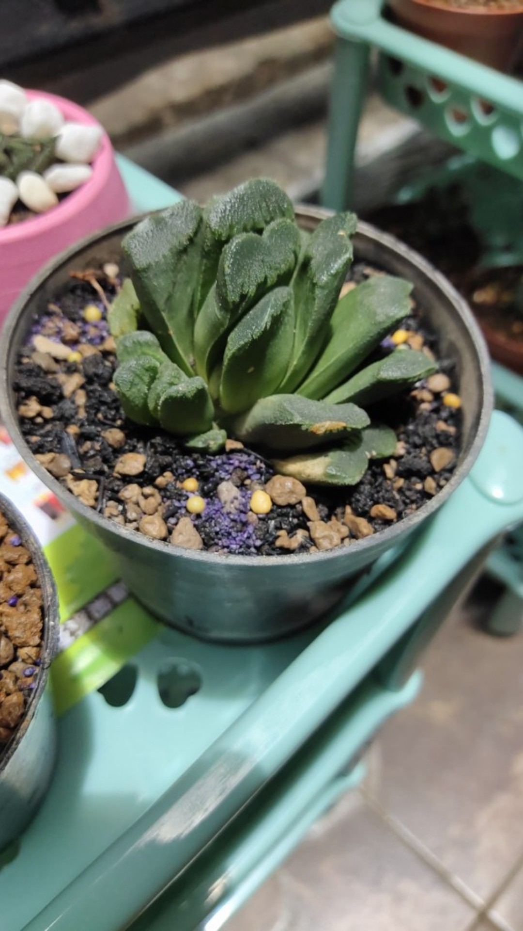 Tanaman Hias Haworthia Truncata