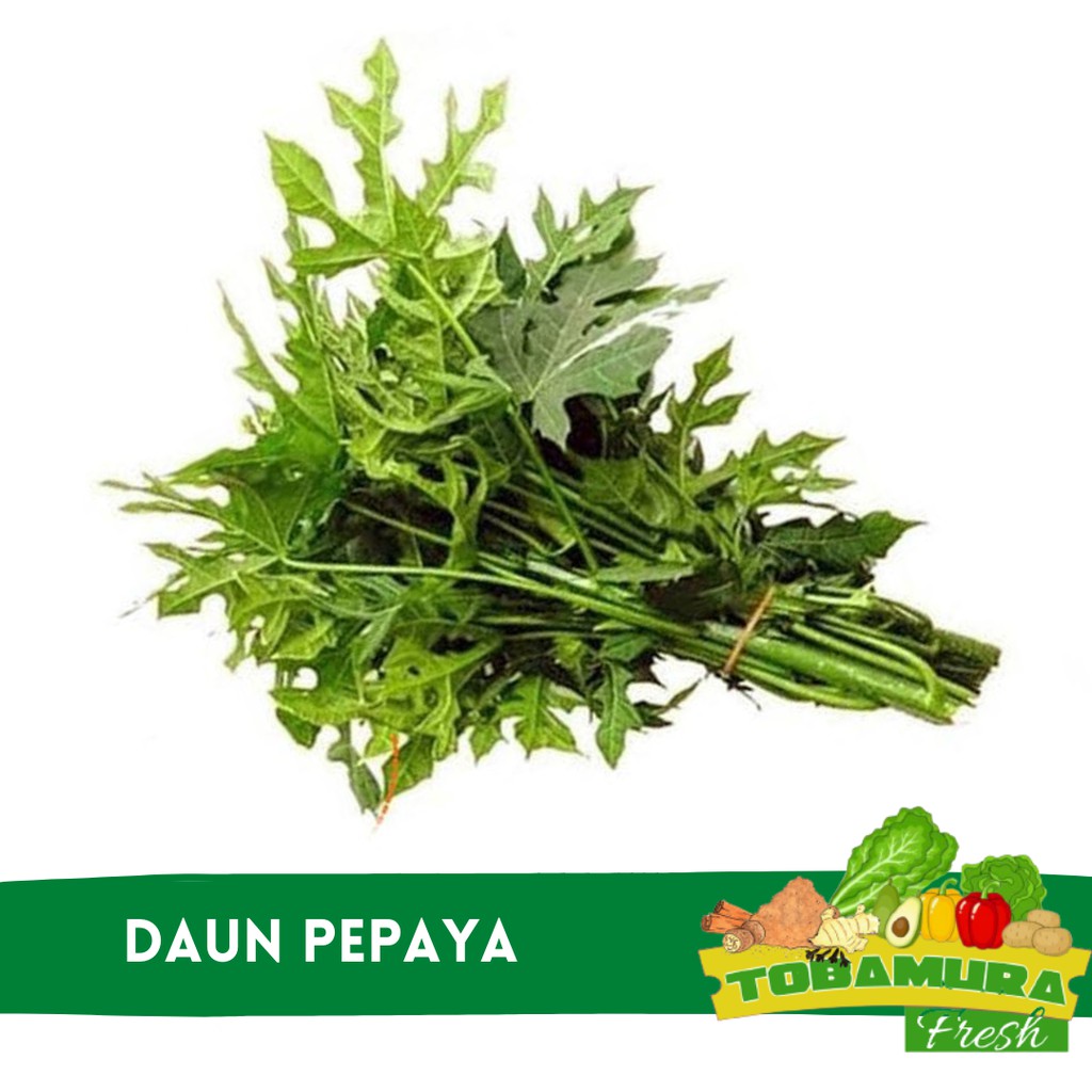 

Daun Pepaya 500 gr (Tobamura Fresh)
