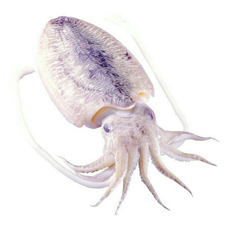 

Cumi Balakutak 500gr atau 1Kg