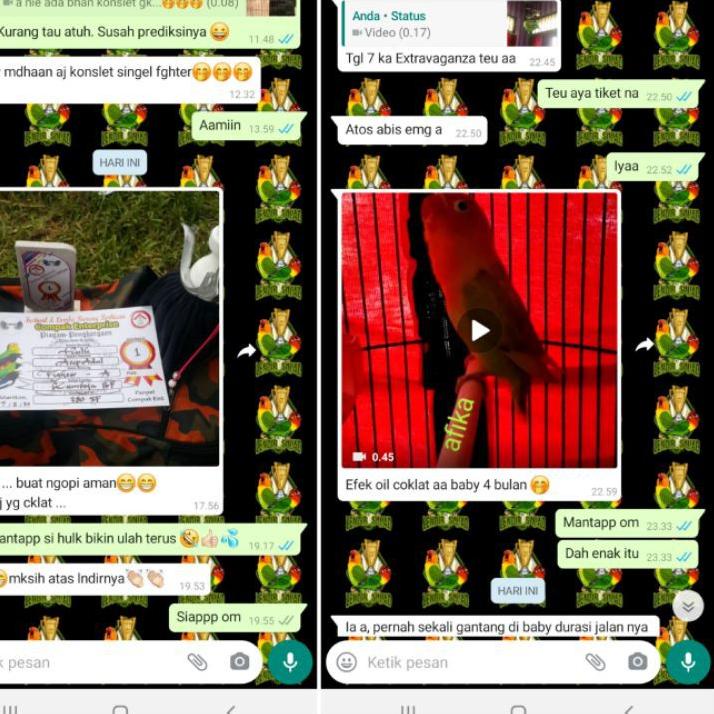 WF6» Vitamin Penggacor Lovebird Lendir Squad, Kualitas 100% Oil Coklat 30ml/Suplemen/Doping Konslet