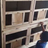 Kandang Merpati 4 Pintu Minimalis Terbuat dari Bahan Kayu