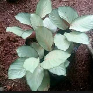  Tanaman  Hias Calathea  Silver  Tanaman  Calathea  Silver  