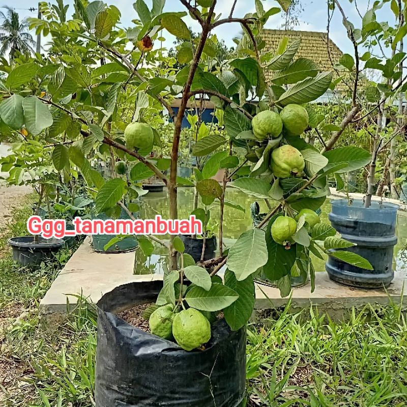 Bibit Jambu Kristal Non Biji Super Okulasi