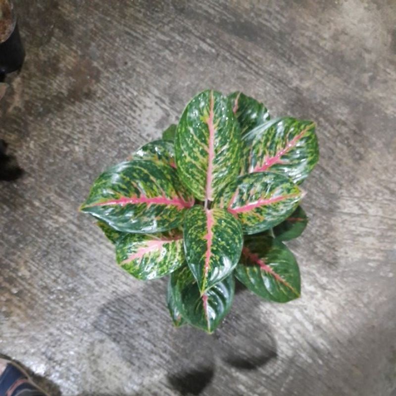 aglonema big papa rumpun 3