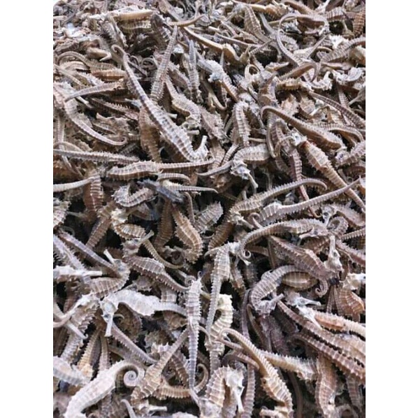 

seahorse200-250