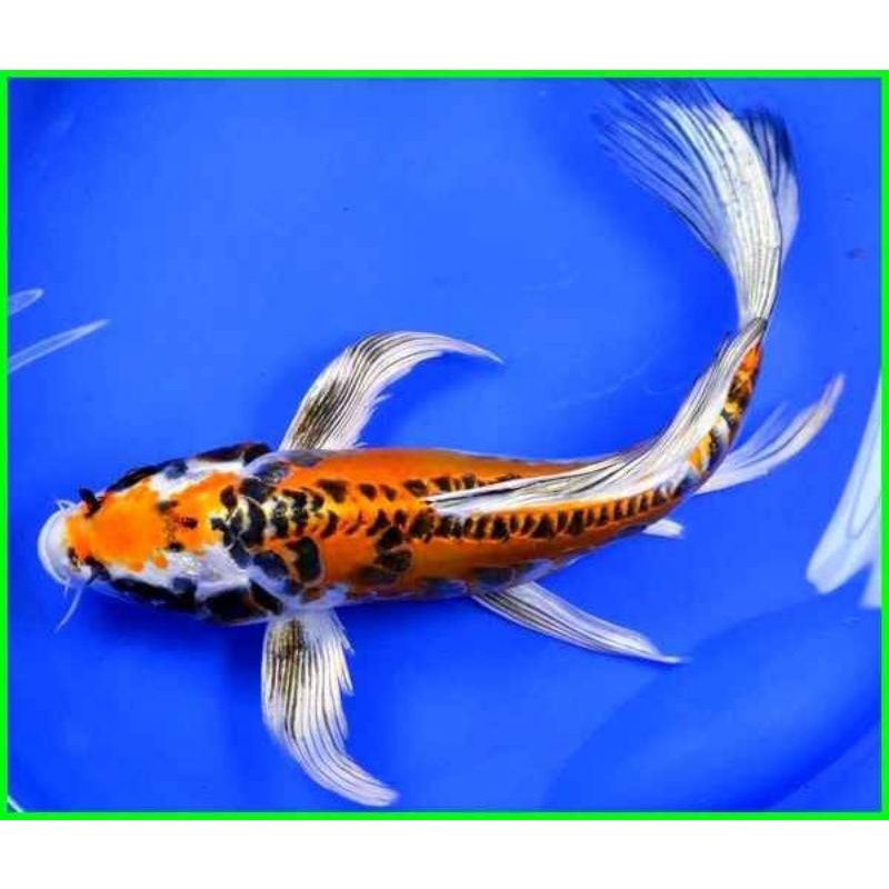

Ikan koi slayer metalic 5 ekor 13-15cm