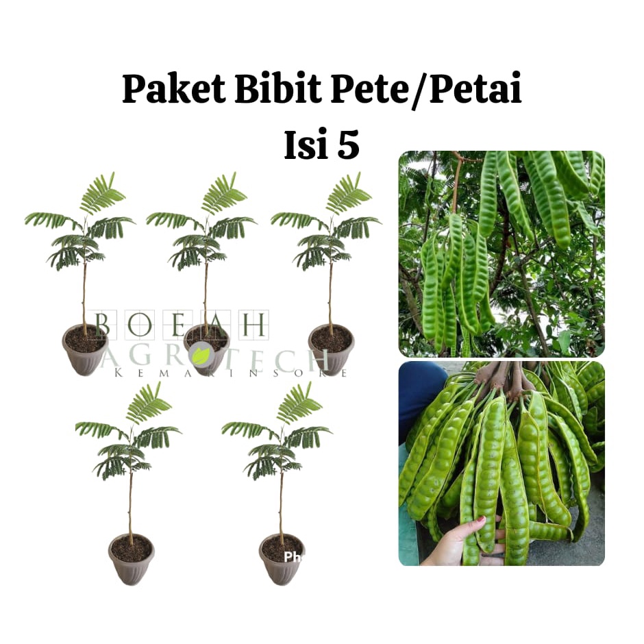 Paket Hemat Bibit Pete Petai Okulasi Isi 5 Bonus Bibit Strawberry+Polibag