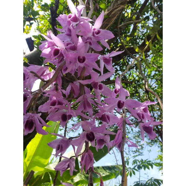 Anosmum gigantea Filipina