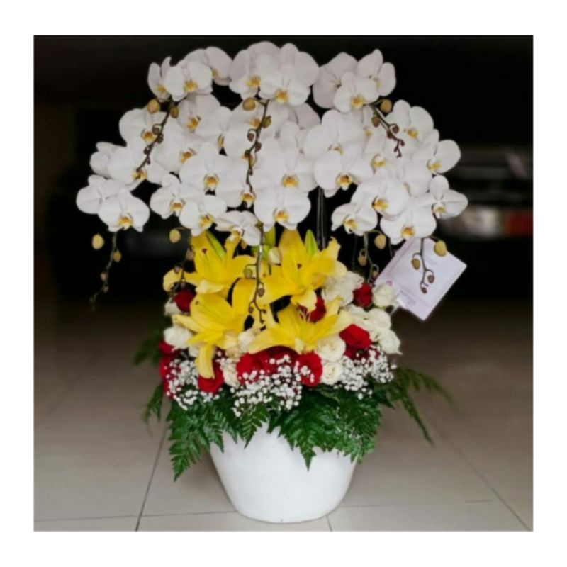 bunga anggrek bulan putih premium asli fresh cantik