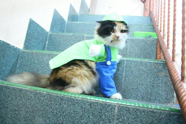 Kostum Luigi + Topi ala Mariobros / baju kucing dan aksesoris kucing lucu murah!!