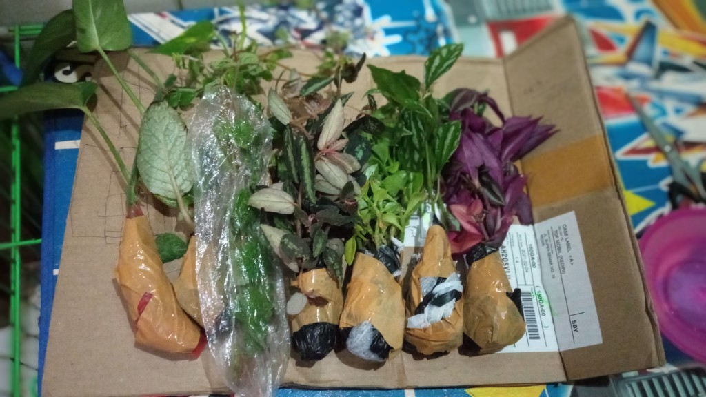 5 Batang Zabrina Gantung