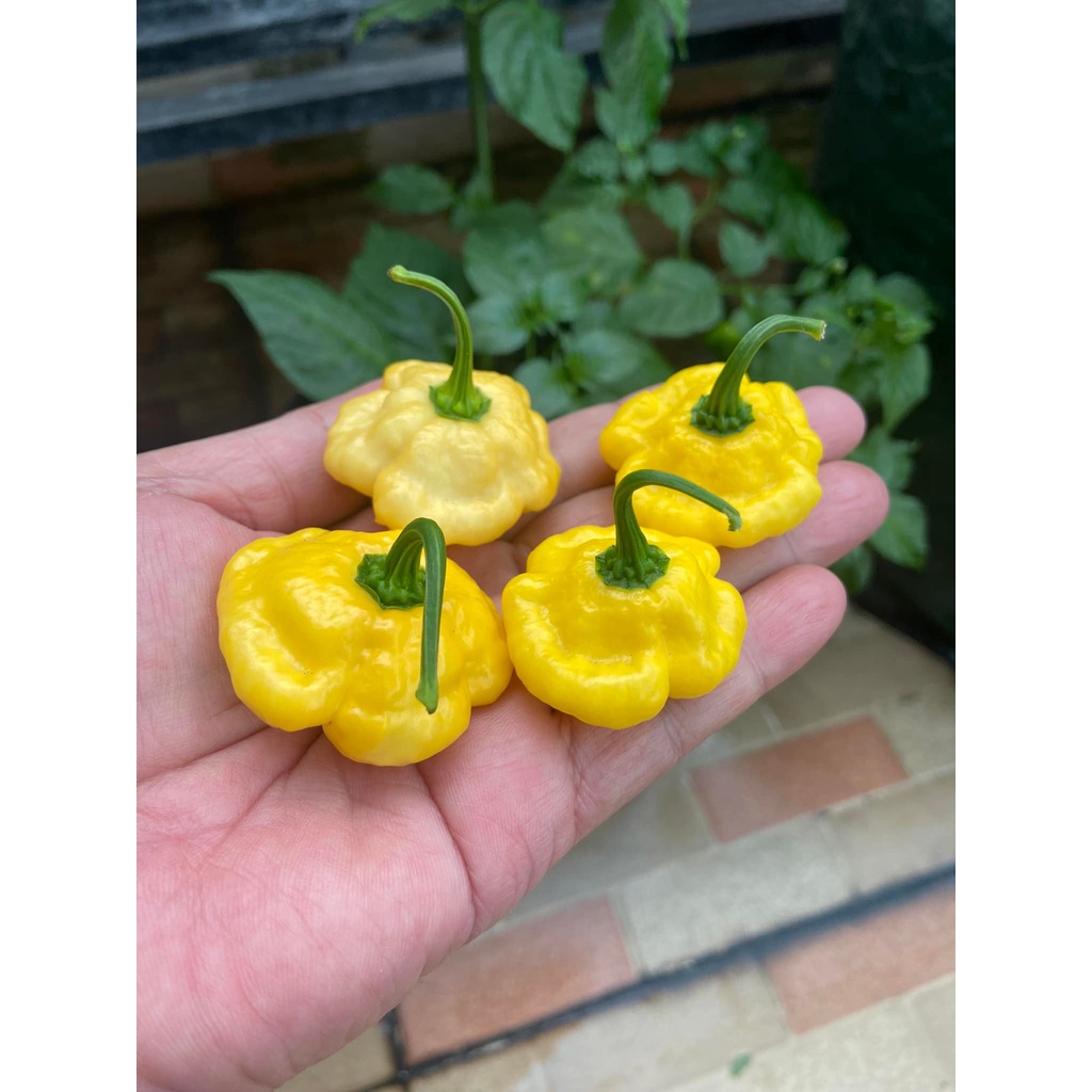 Benih Bibit Biji - Cabai Khang Starr Lemon Starrburst Cabe Pepper Seeds