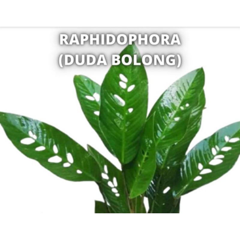 Tanaman hias rhapidopora duda bolong