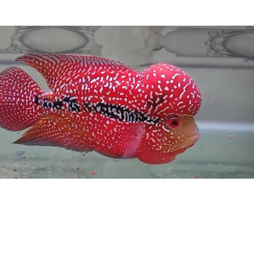 

T77♝ Ikan Lohan/Louhan Kamfa F3/Srd ukuran 3-5CM ( BELI 5 GRATIS 1) Recommended