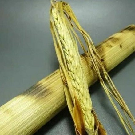 

kembang serah tunggal Lanang super