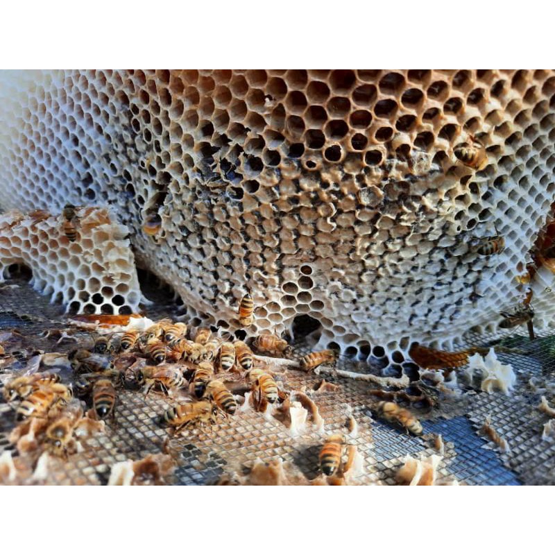 

MADU MURNI KAYA MANFAAT