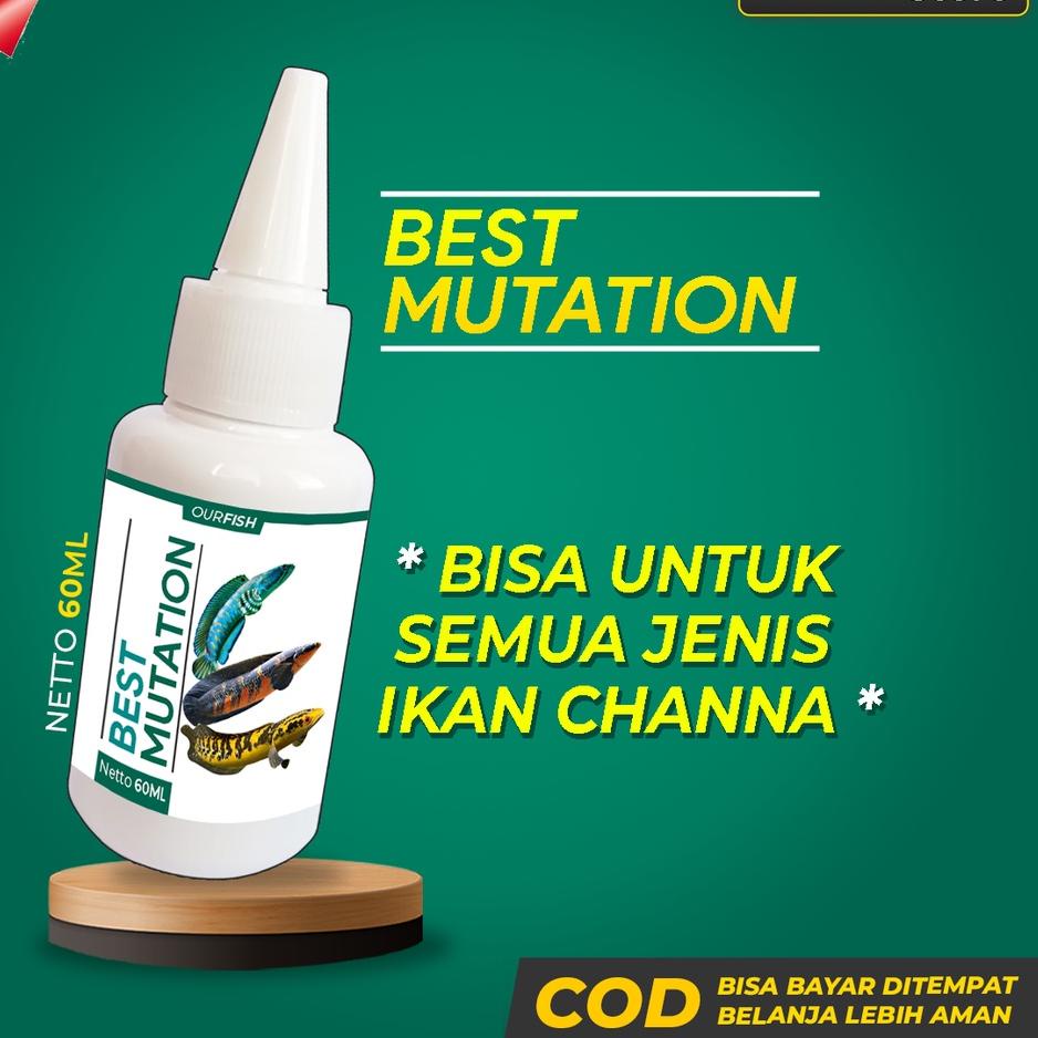 [ES1267] Obat Mutasi Ikan Channa BEST MUTATION Vitamin Ikan Channa Maru Barca Asiatica Andrao Yellow