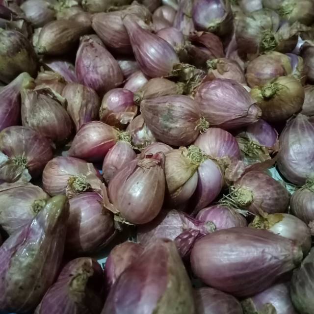 

Bawang Merah Asli Brebes