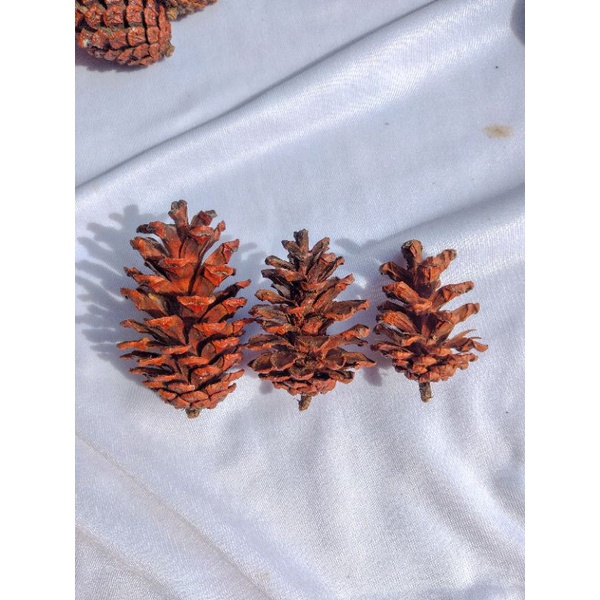 Bunga Pinus Kering / Bunga kering pinus / Bunga pinus / Bunga kering
