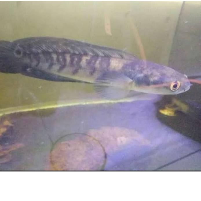Ikan channa Ys jumbo 19-20cm maru yellow sentarum (red eye ) chana ys ikan predator