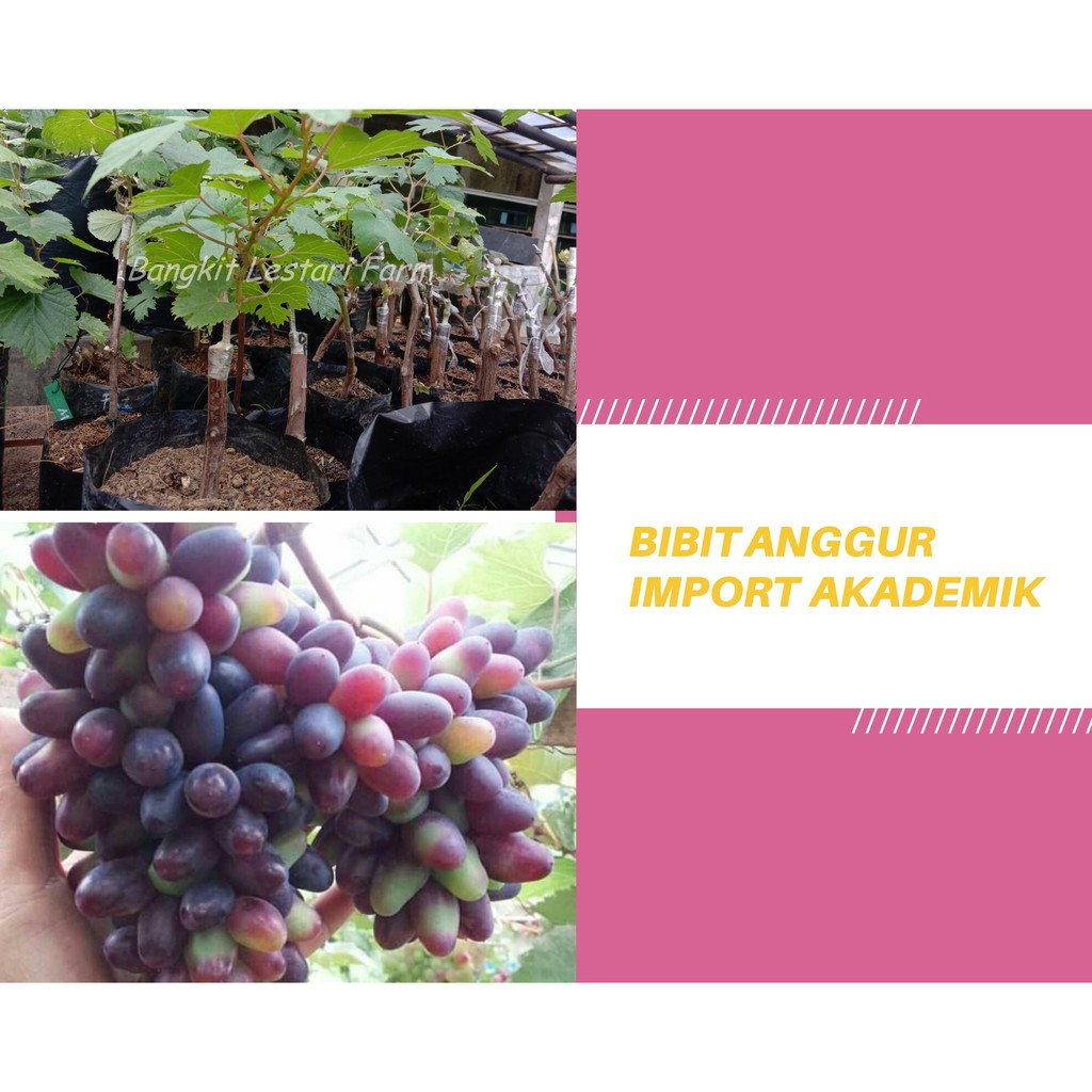 Bibit anggur akademik import, anggur akademik genjah