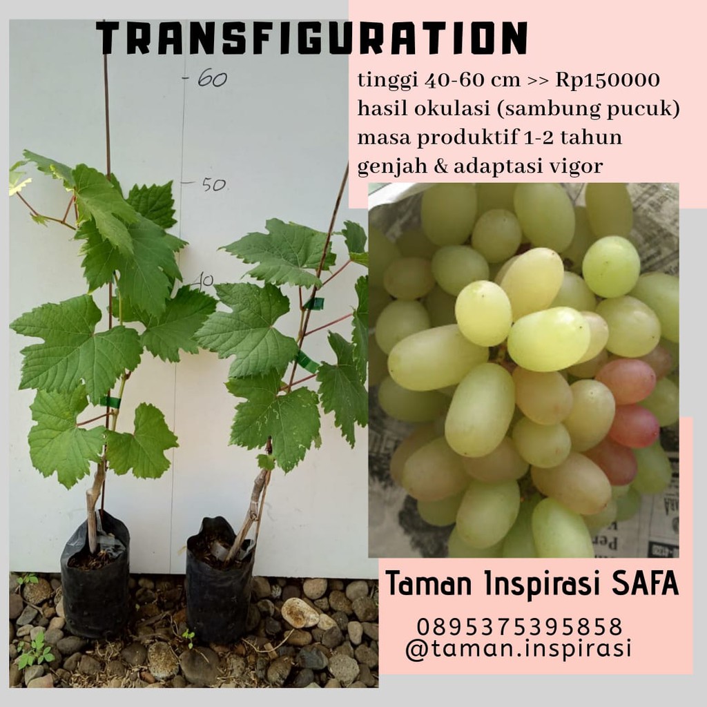 

Anggur Import Tranfiguration