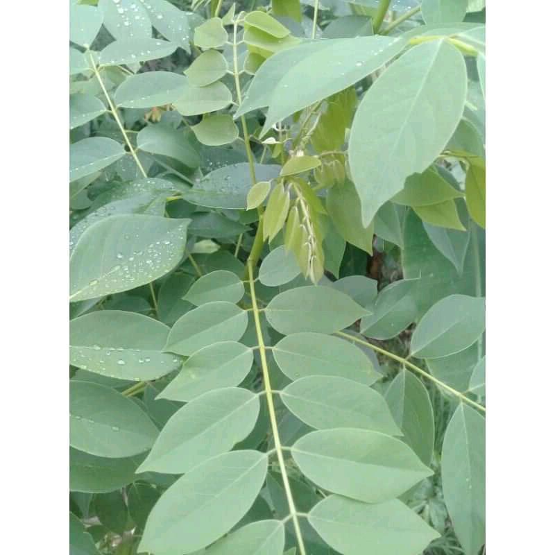 

DAUN DADAP CANGKRING ATAU DAUN GAMAL SEGAR 1KG