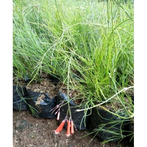 PROMO!! tanaman hias air mancur - air mancur bunga merah dan ( Tanaman hias hidup indoor murah hiasa