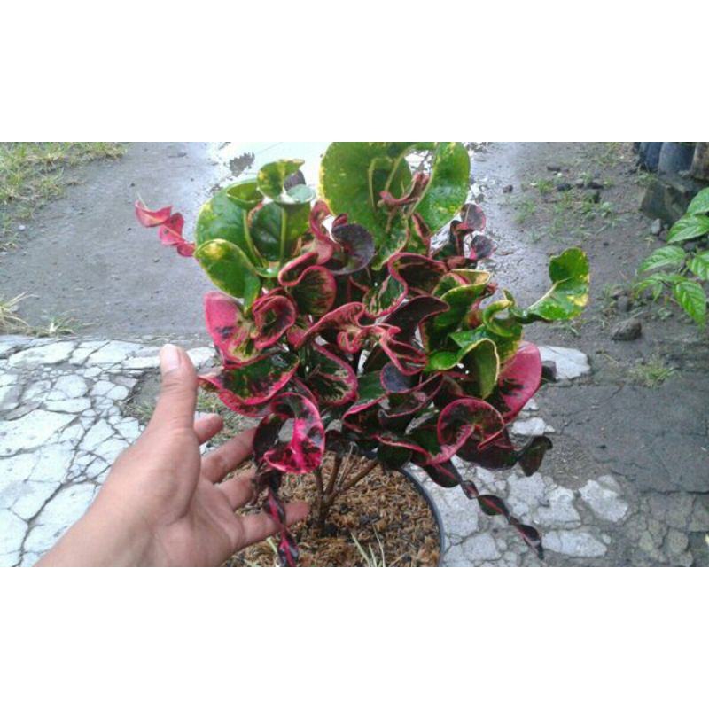 tanaman hias bunga puring koleksi apel Washington berkualitas tinggi