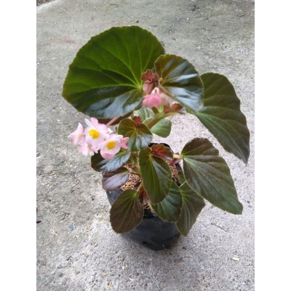 begonia mawar/begonia mawar/begonia jerman