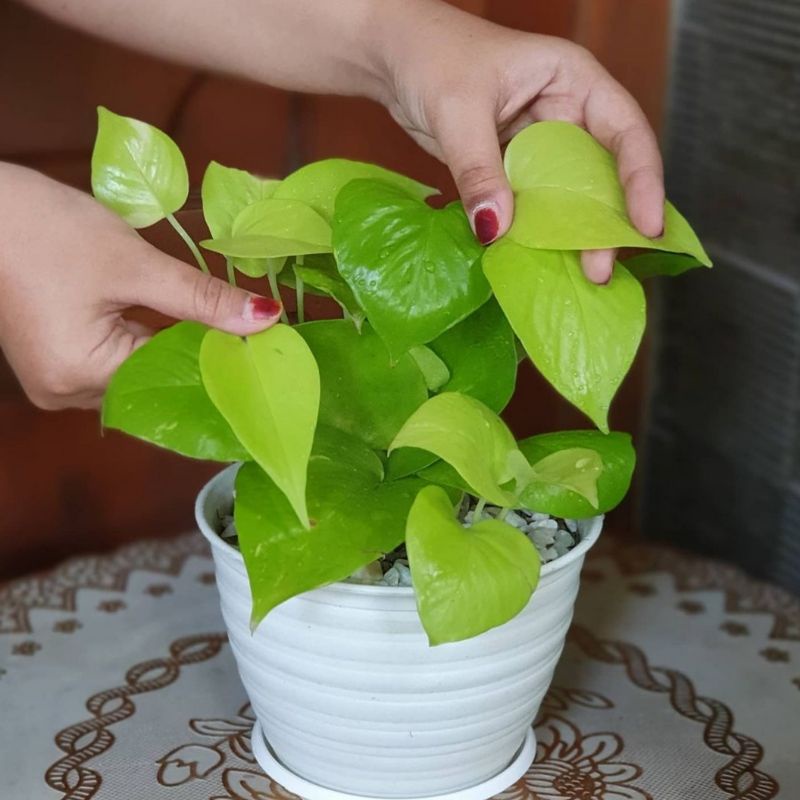TANAMAN HIAS / TANAMAN GANTUNG / TANAMAN RAMBAT / SIRIH GADING LEMON / NEON (RIMBUN) /PHOTOS NEON