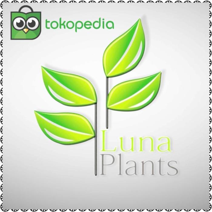 Aglonema dut white besar / tanaman hias aglonema