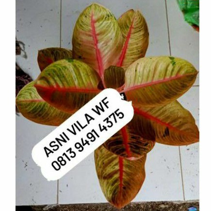 aglaonema Goliat Merah