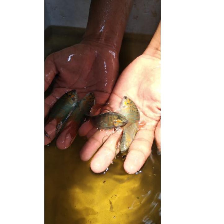 Mall IKAN CUPANG PARADISE