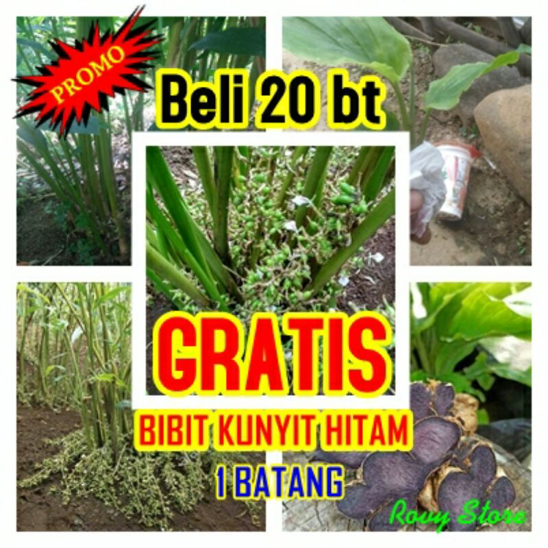 PUSAT BIBIT KAPULAGA INDIA GREEN CARDAMOM TANAMAN REMPAH REMPAH KAPOL BERMUTU JUAL ECER TERMURAH