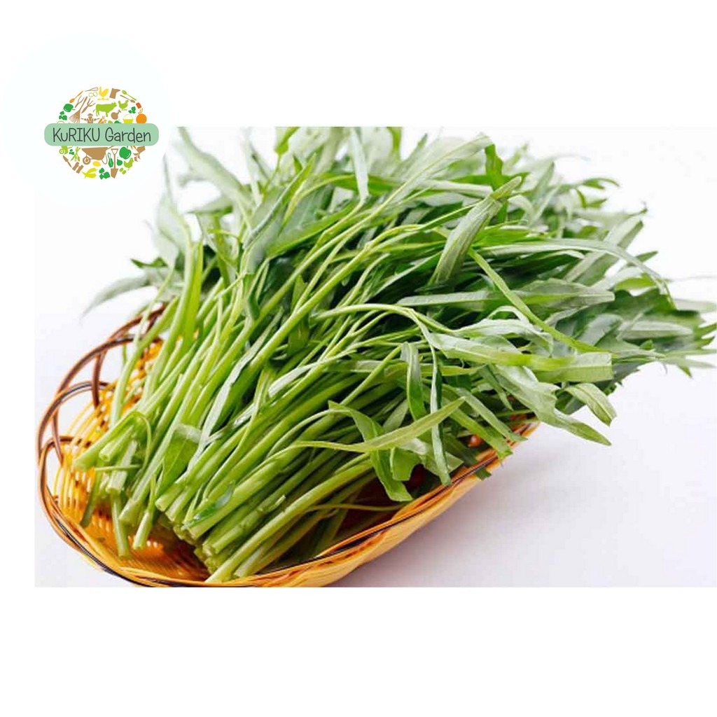 Benih Biji Sayuran Kangkung Super Nana 80 100 benih pack Benih Biji Sayuran Kangkung Super Nana 80 100 benih pack