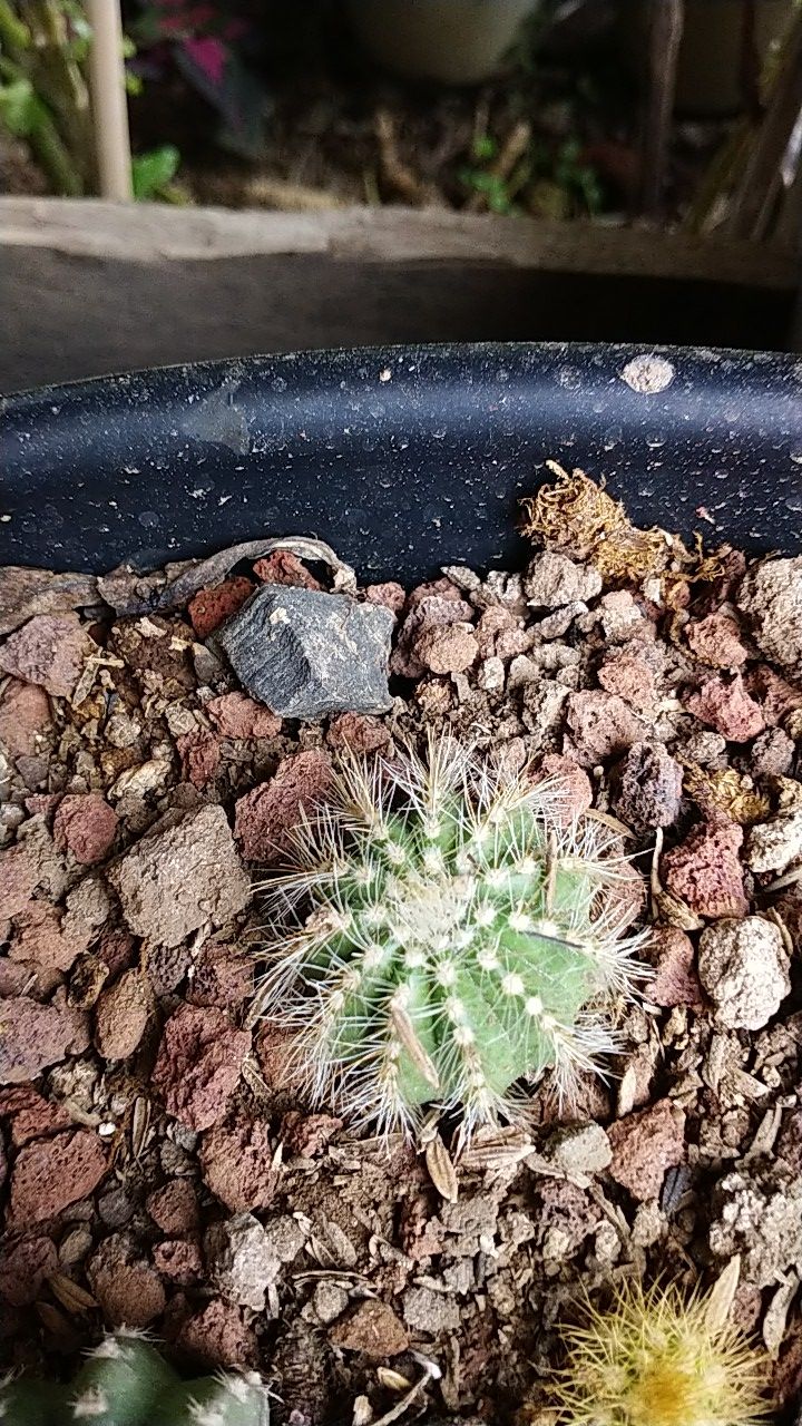 Kaktus Belimbing Parodia Owroot